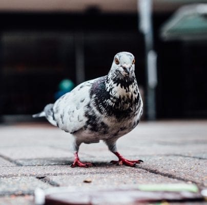 Fiches conseils COmment se débarsser des Pigeons