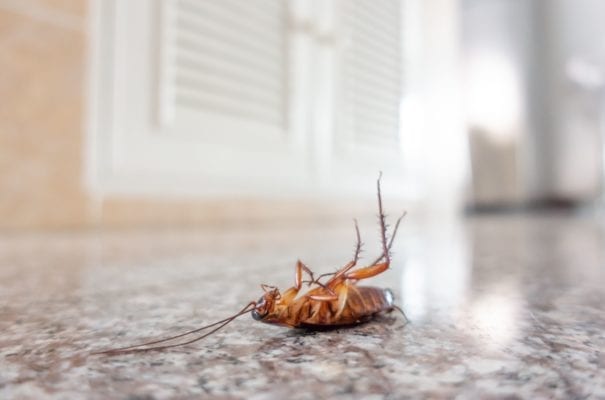 dead cockroach on floor 6CPMSAD 2