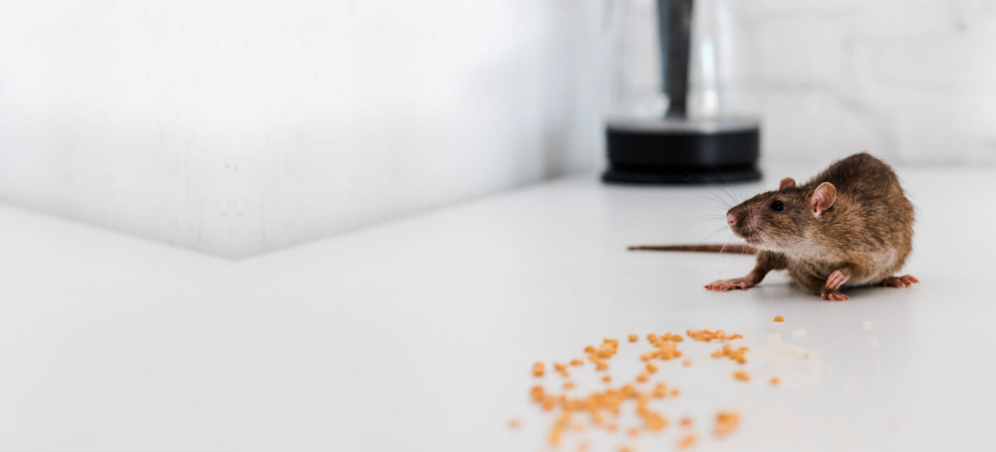 Accueil Rats sur plan de travail