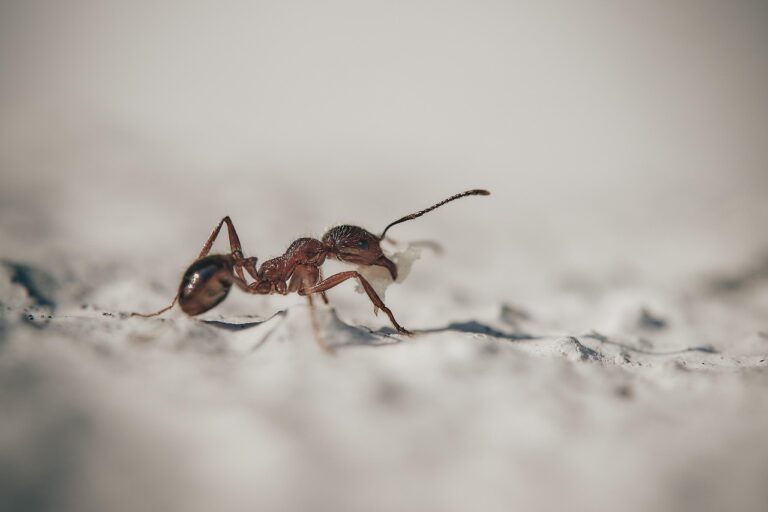 Fourmis ouvrières