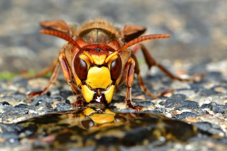 Frelon européen (Vespa crabro)