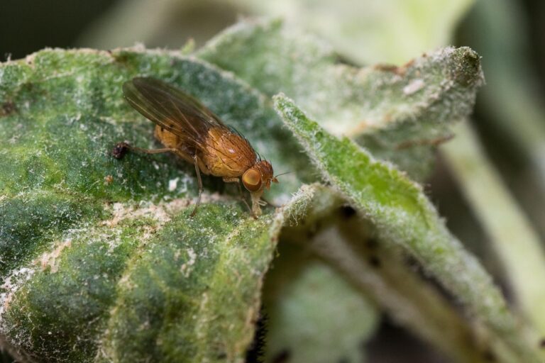 Drosophile ou mouche du vinaigre