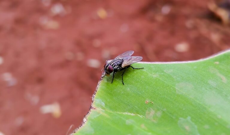 Mouche domestique (Musca domestica) sur une feuille