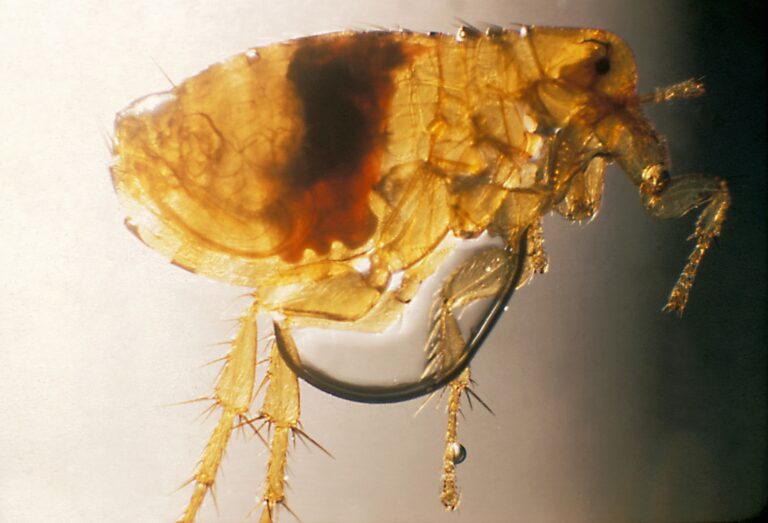 Puce adulte vue au microscope
