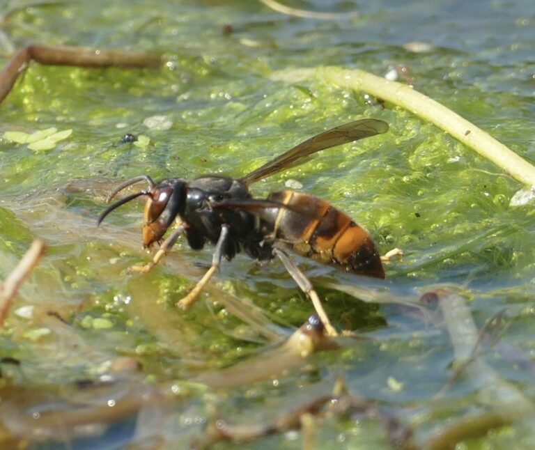 Frelon asiatique adulte (Vespa velutina), au thorax sombre et aux pattes jaunes
