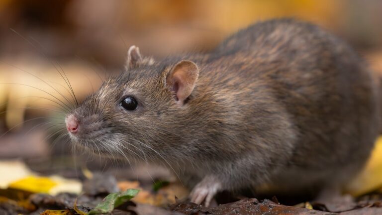 Rat brun ou surmulot (Rattus norvegicus)