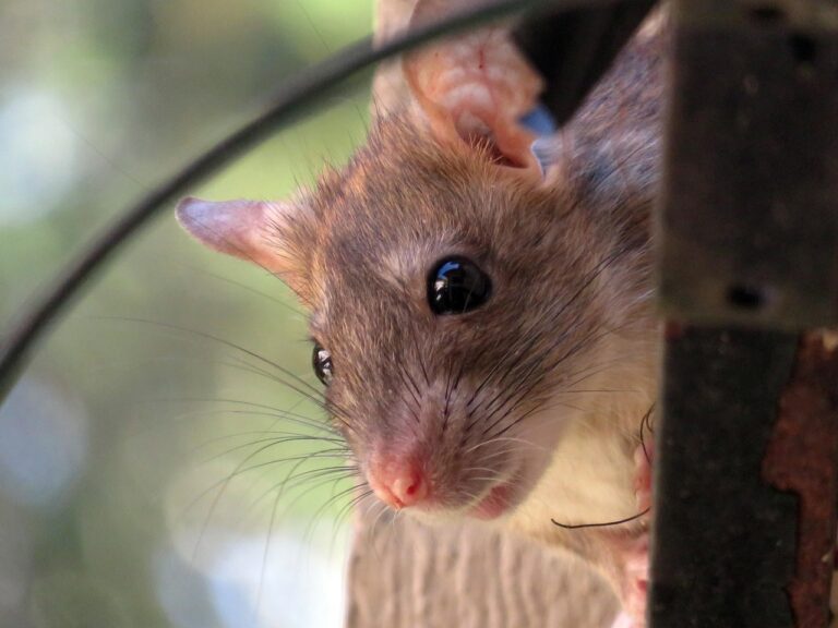 Rat noir ou rat des greniers (Rattus rattus)