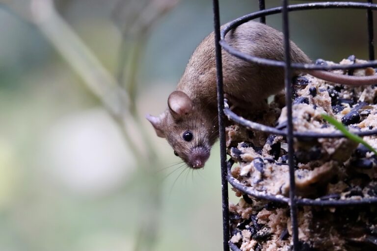 Souris domestique près d’un point de nourriture